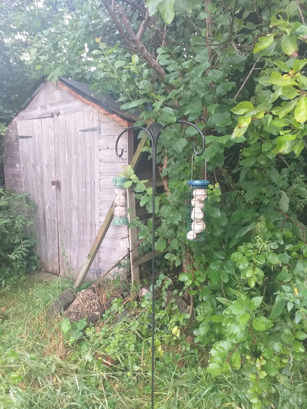 Team Wilder Birds Avon Wildlife Trust